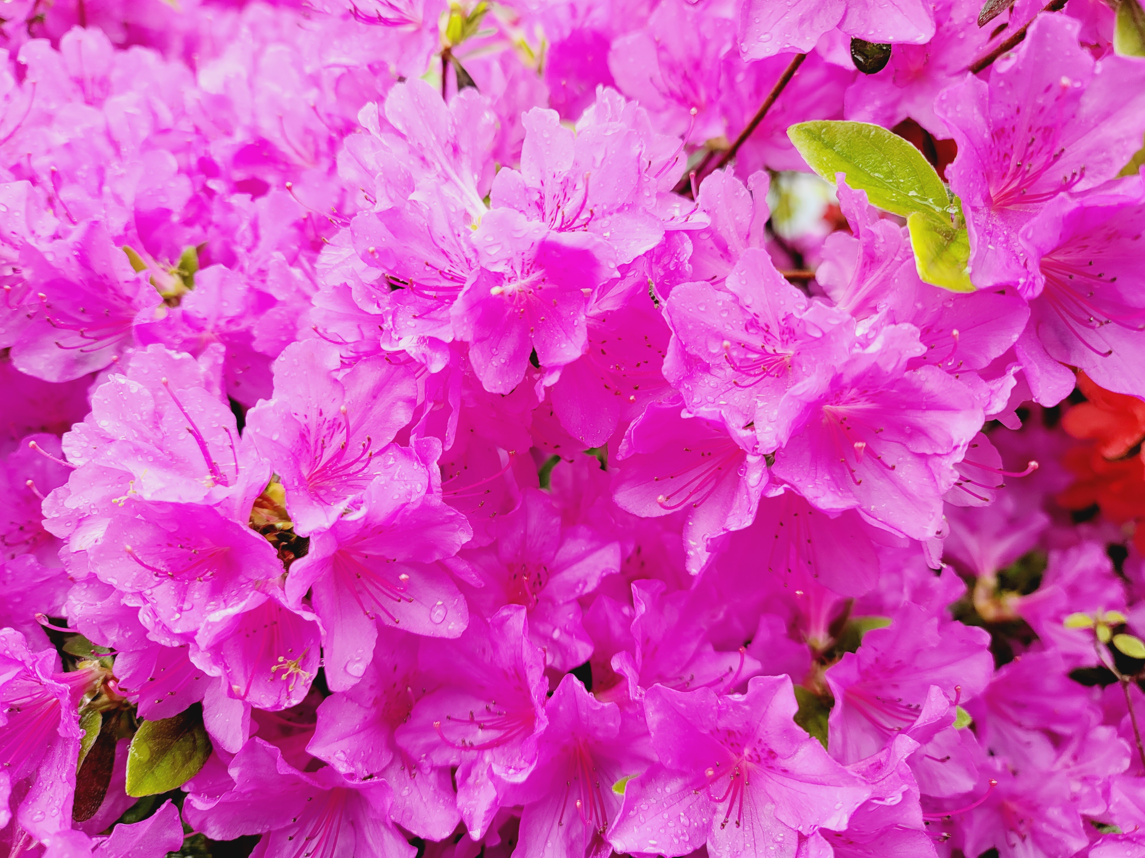 산철쭉 화단접대 26