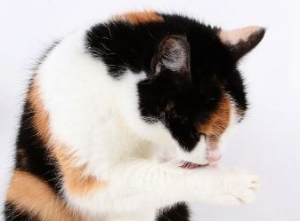 고양이 냄새&#44; 그 원인과 대책법