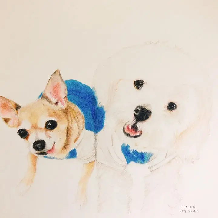 정은혜 아나운서가 직접 반려견을 그린 그림