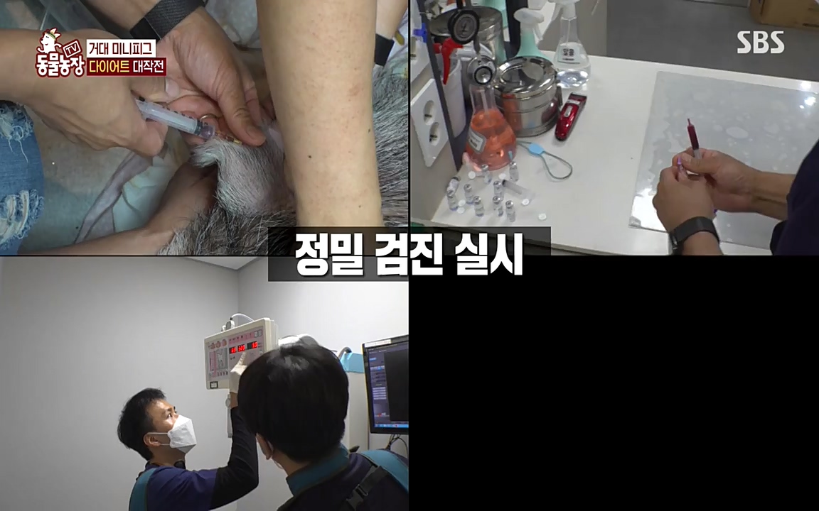 TV 동물농장.E1080.220732p-NEXT.mp4_20220731_174233.370.jpg