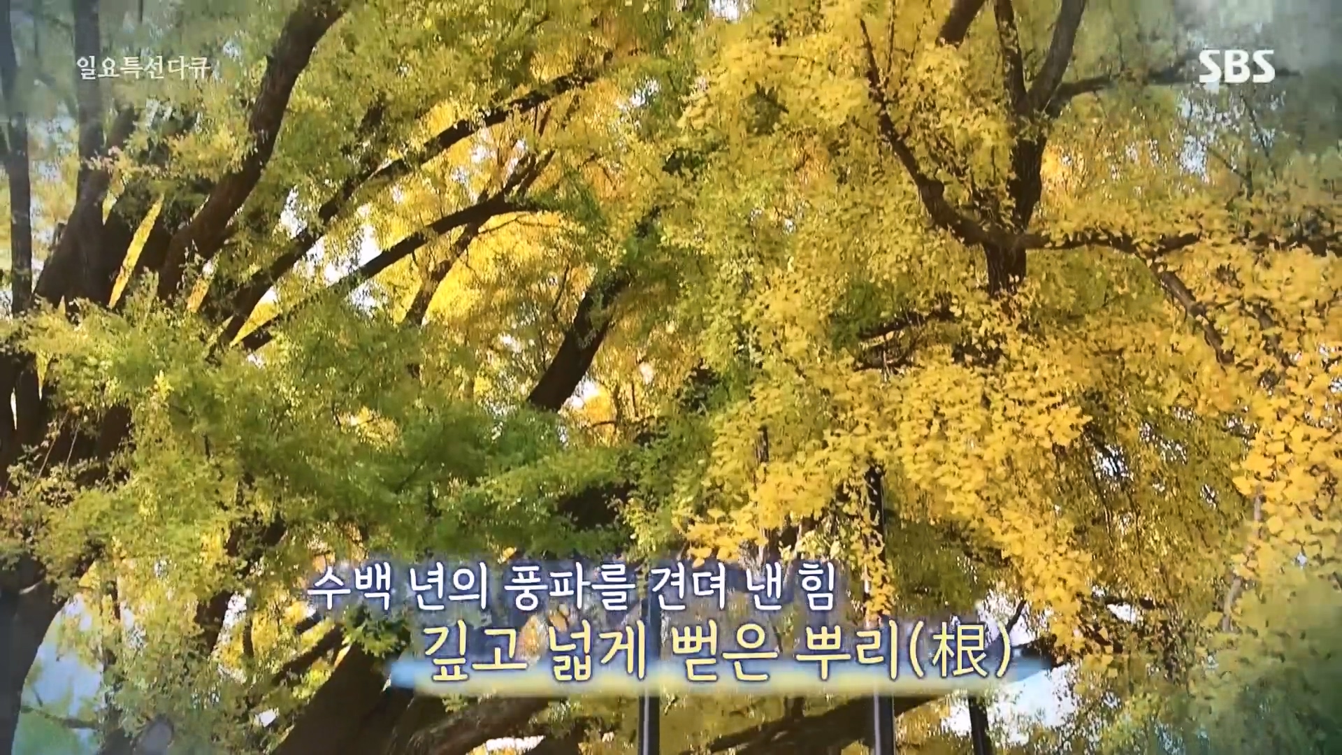 일요 특선 다큐멘터리.E327.231105p.H264-F1RST.mp4_20231105_162405.697.jpg