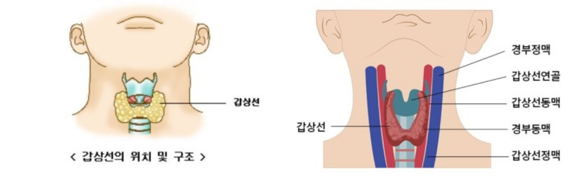 갑상성의 위치 및 구조