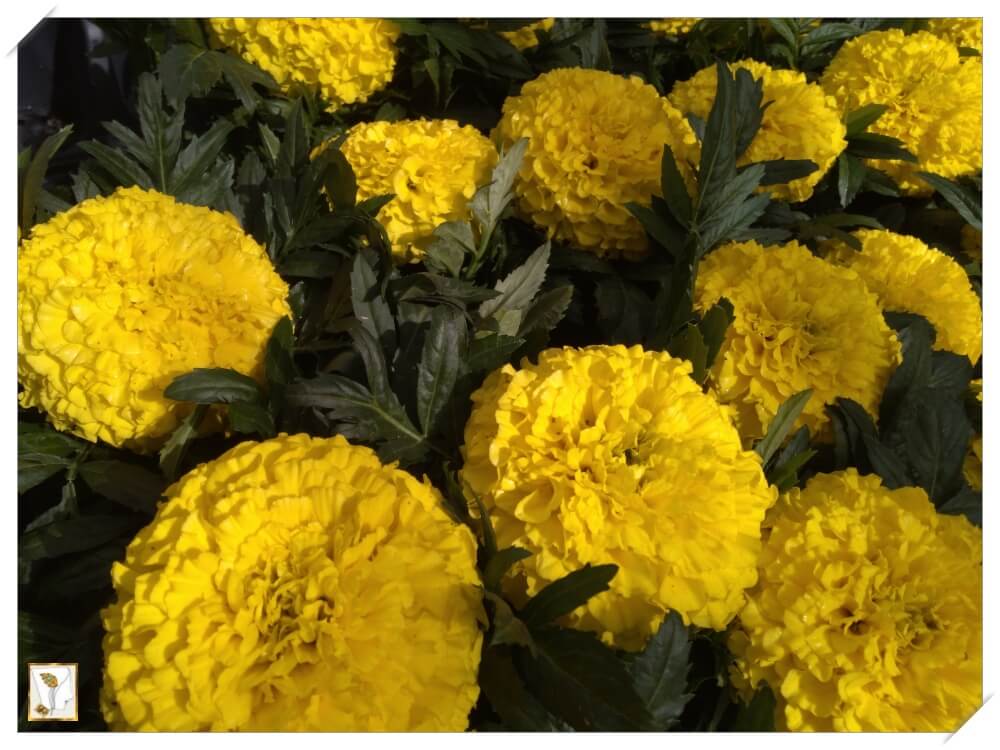 메리골드-Marigold-황금색 꽃