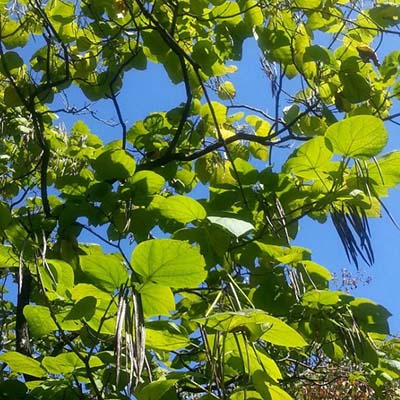 Gae Paulownia-이미지