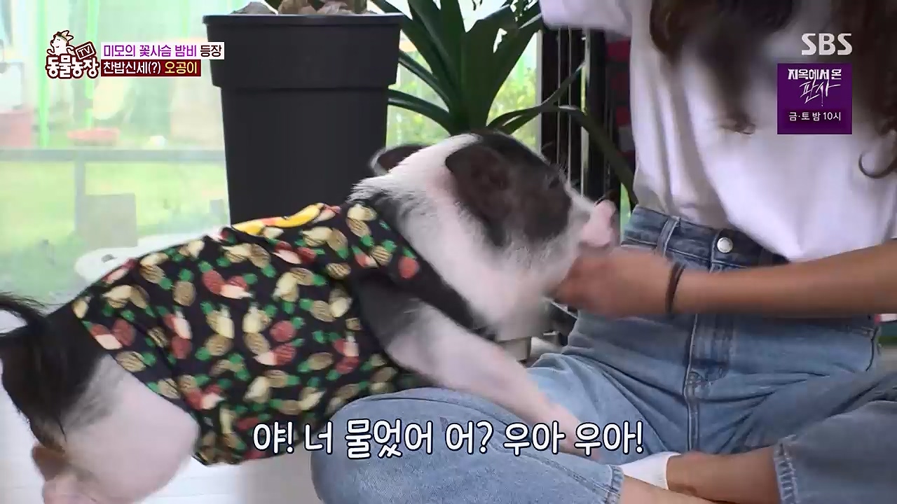 TV 동물농장 1189화 다시보기.ts_20240922_161947.866.jpg