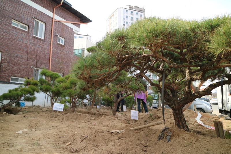 주택가 옆 공터에 키작은 소나무들이 심어져있다