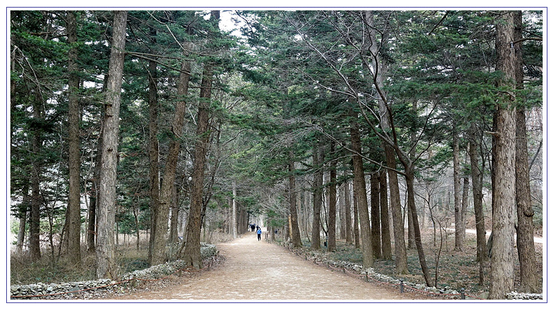 전나무길 이미지