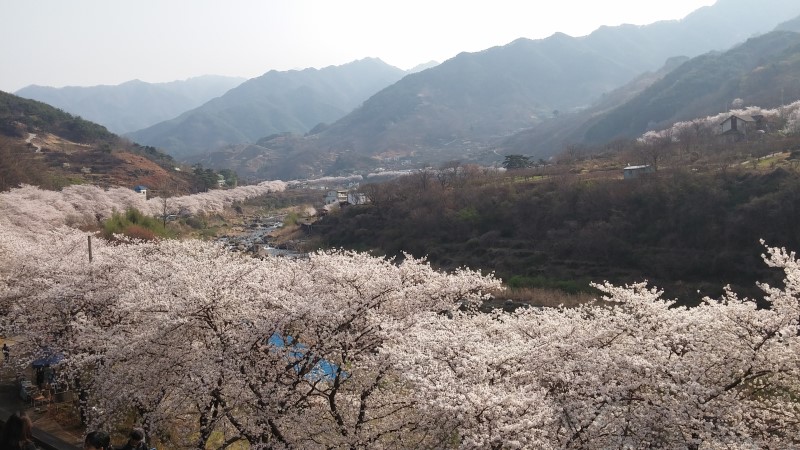  여의도 윤중로 벚꽃축제 개화시기 / 여의도 한강공원 주차장 무료주차