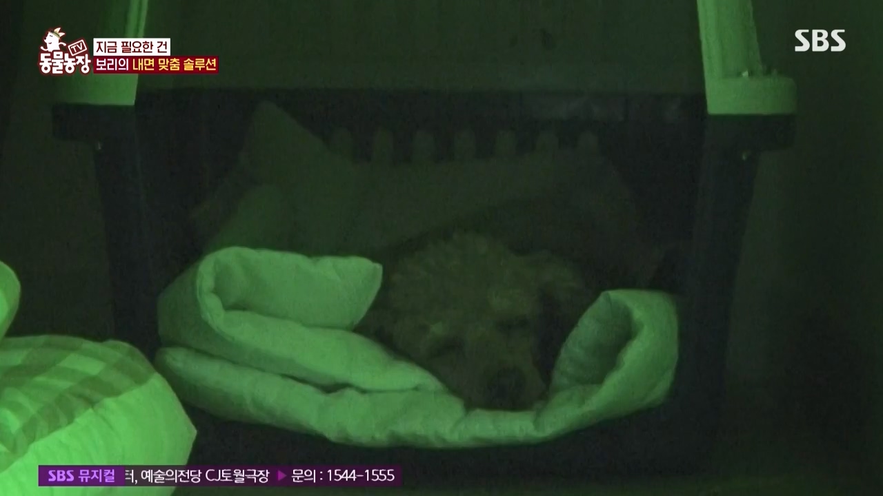 TV 동물농장.E1150.231218p-NEXT.mp4_20231217_171346.746.jpg