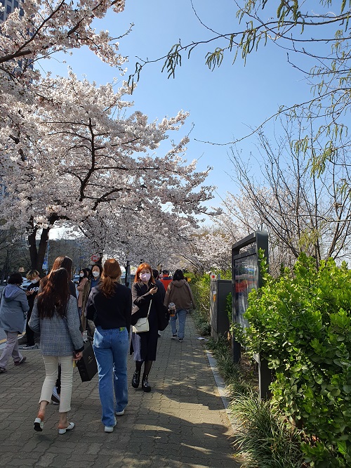 여의도 벚꽃축제 
