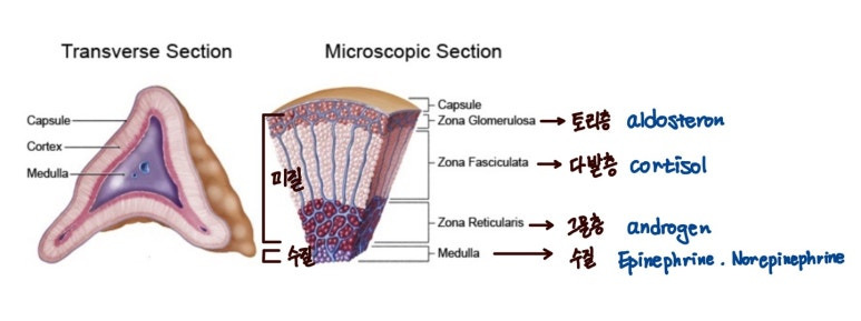 부신의구조와 나오는 호르몬