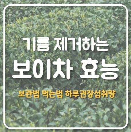 보이차의 효능