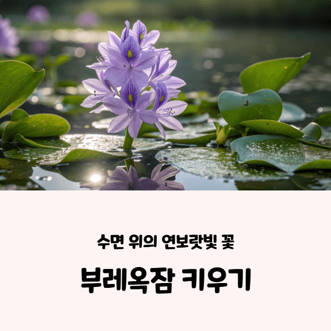 부레옥잠 키우기