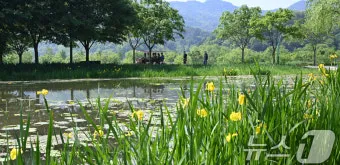 거창 창포원 노랑꽃창포 만개 시기와 관람 포인트_18
