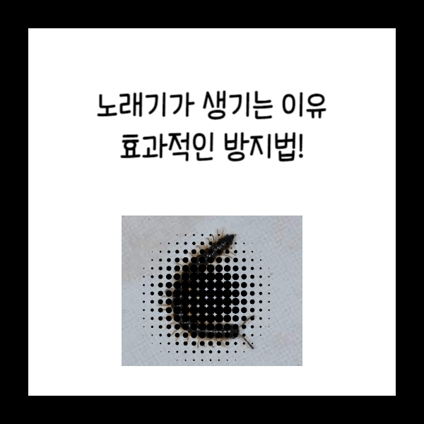  노래기가 생기는 이유와 방지법