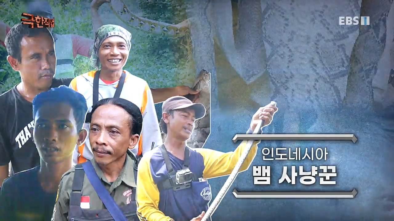TV - 교육의 중심 EBS인도네시아 뱀사냥꾼.mp4_20221211_174357.894.jpg