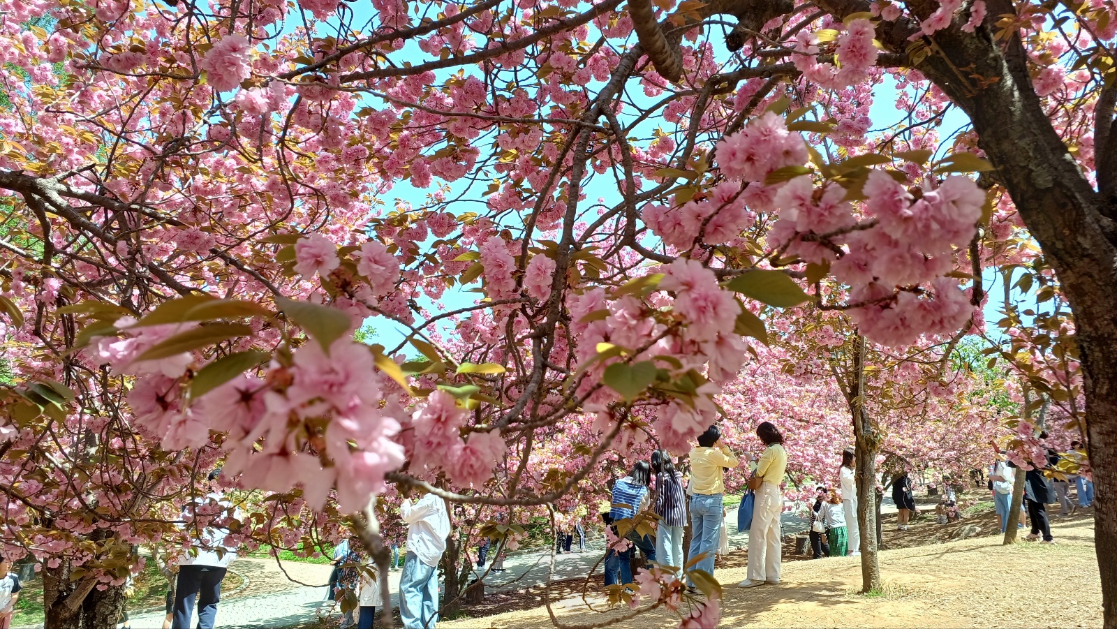 경주 불국사 겹벚꽃23