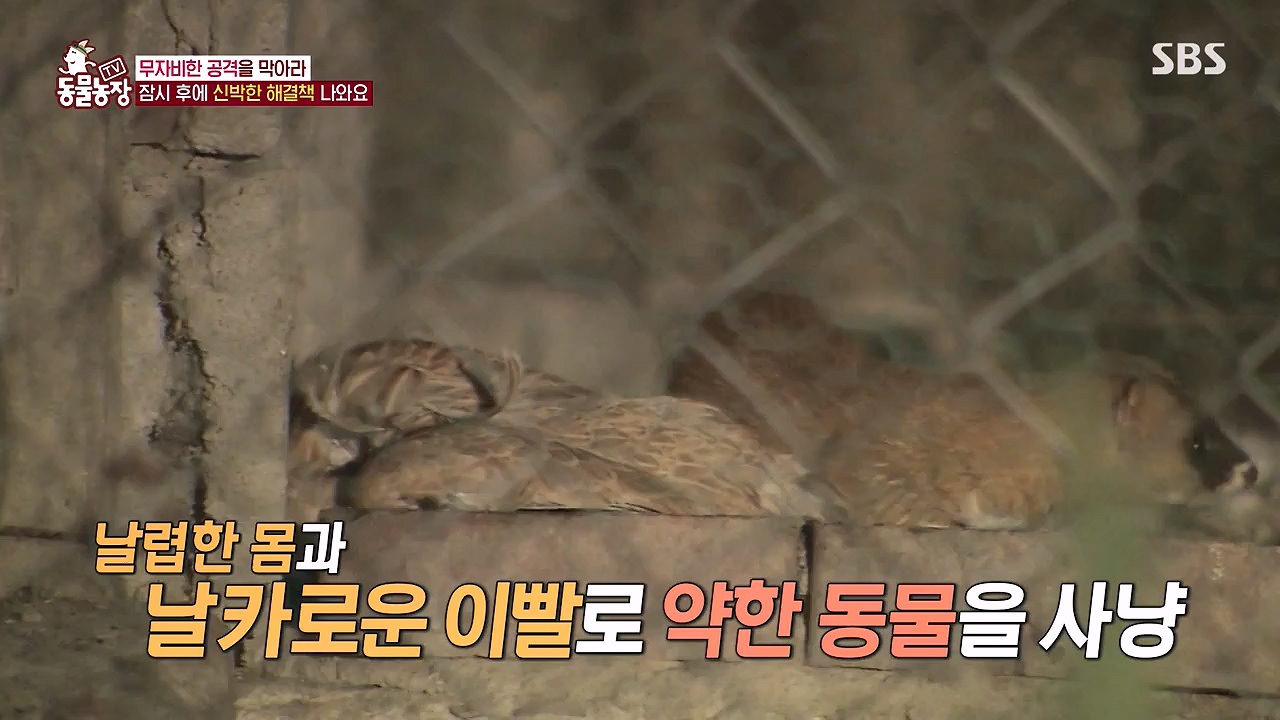 TV 동물농장.E1176.240617p-NEXT.mp4_20240616_171027.106.jpg