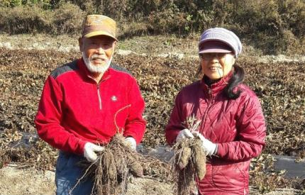  6시 내고향 11월 10일 자색 산약 – 경북 영주 관련 위치 택배 주문 관련 정보
