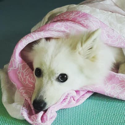 스피츠