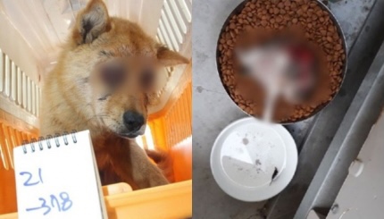 새끼 고양이 목줄 ⭐️ ‘두 눈 파인 유기견’ 이어 대구서 ‘사지 절단된 4