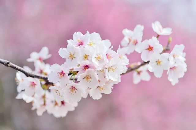 경상남도 수목원 5월의 꽃 관음죽꽃 핑퐁나무 황금자주달개비 마가렛 만첩빈도리 자란 크레이프자스민_7