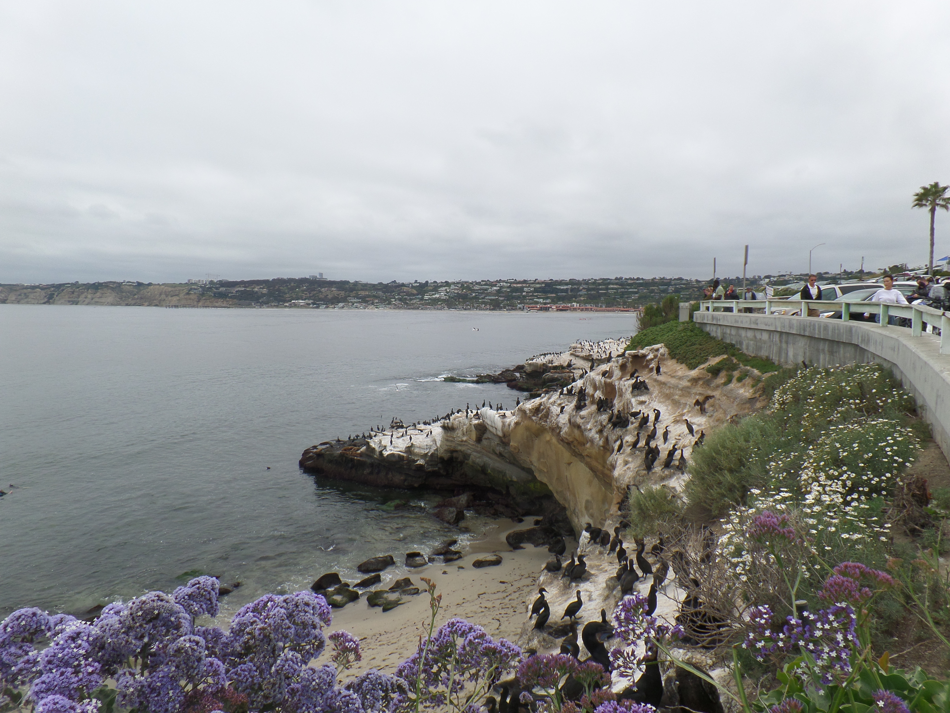 라 호이아 코브 (La Jolla Cove) 7