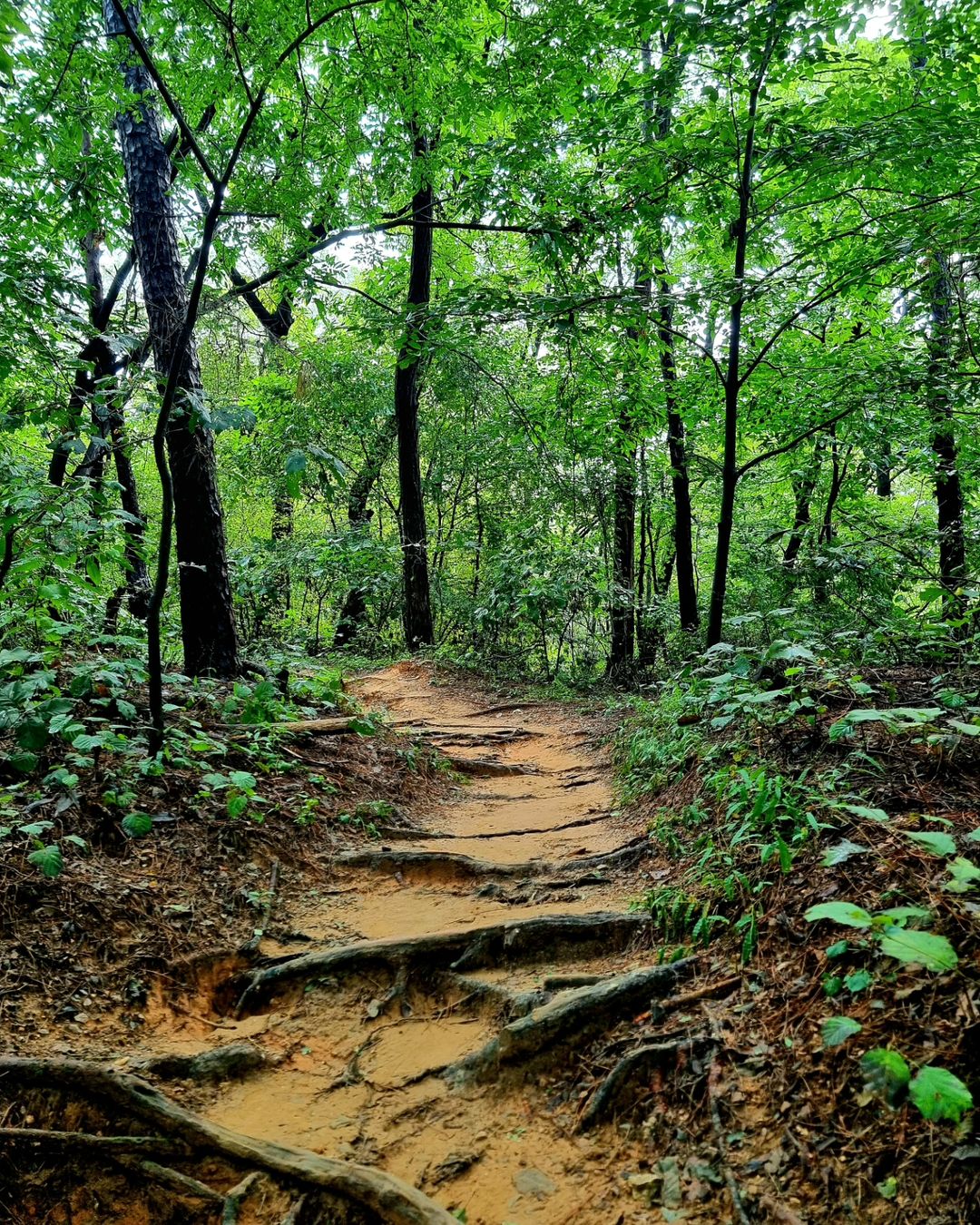 청주 용정산림공원