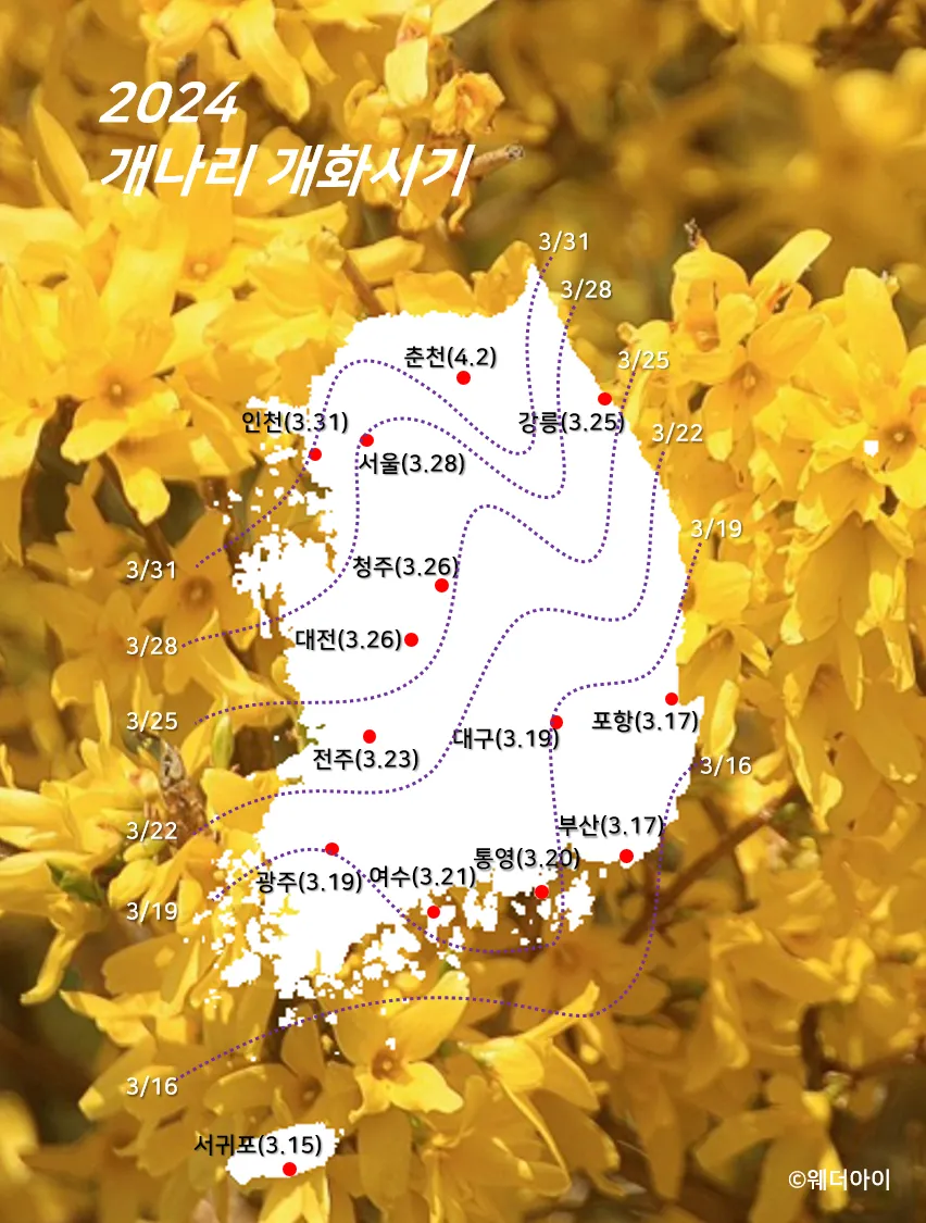 개나리 개화시기 2025 서울 경기 강원 전남 경북 제주_4