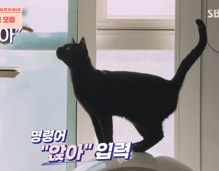 다홍이 움짤 + 사진 (feat.박수홍 고양이)