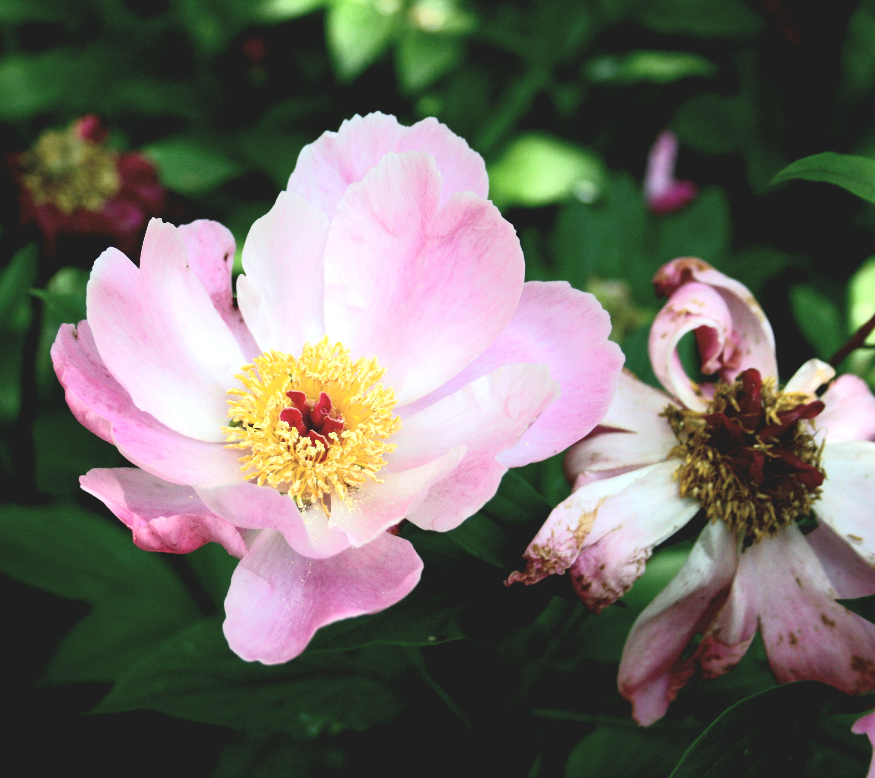 peony 이미지