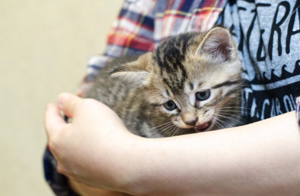 안기는 고양이.