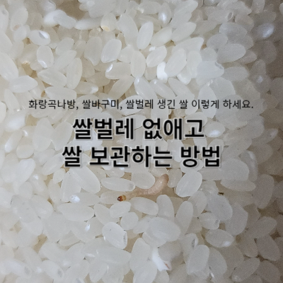  화랑곡나방, 쌀바구미, 쌀벌레 생긴 쌀 이렇게 하세요. 쌀벌레 없애고 쌀 보관하는 방법