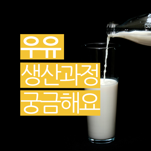  우유 생산 과정 궁금해요?