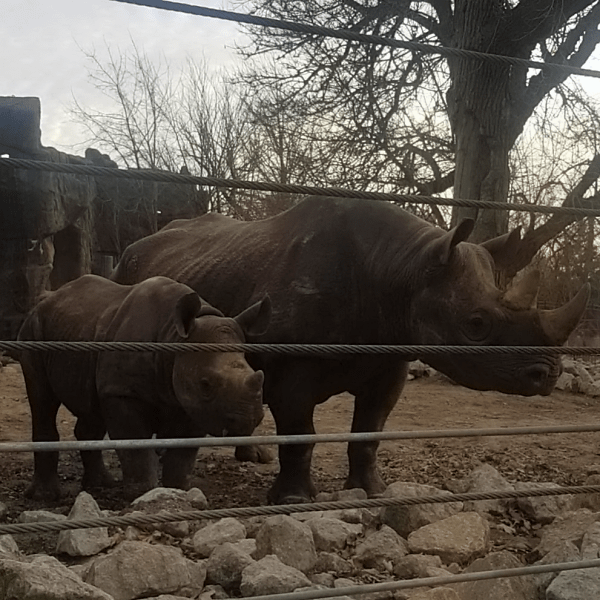 black-rhinos