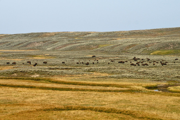 Hayden Valley Overlook