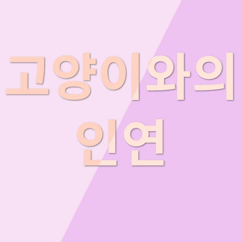 고양이 분양_1