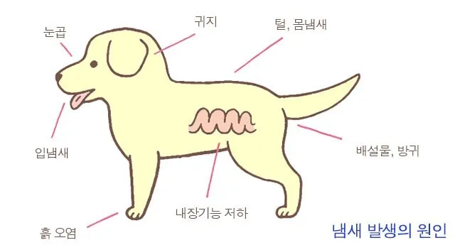 집안에서 간편하게 시도 가능한 강아지 냄새 제거 기술_1