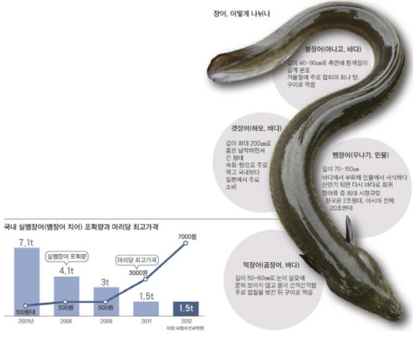  민물장어 바다장어 차이점 종류 맛 효능 가격 생태