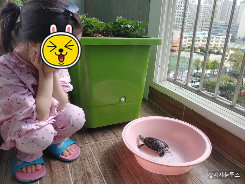 거북이-일광욕