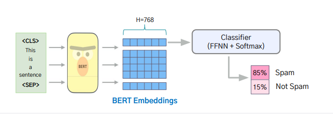 Encoder Model (BERT)