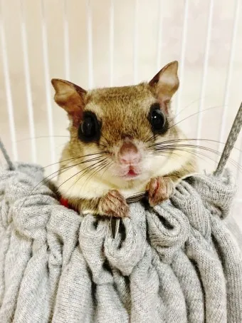 하늘다람쥐 가격 키우기 분양 수명 먹이 성격 종류_12