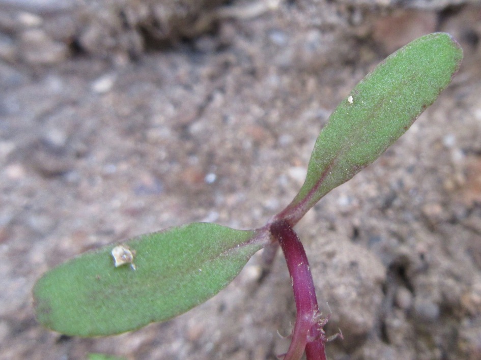 만수국 떡잎 Tagetes patula