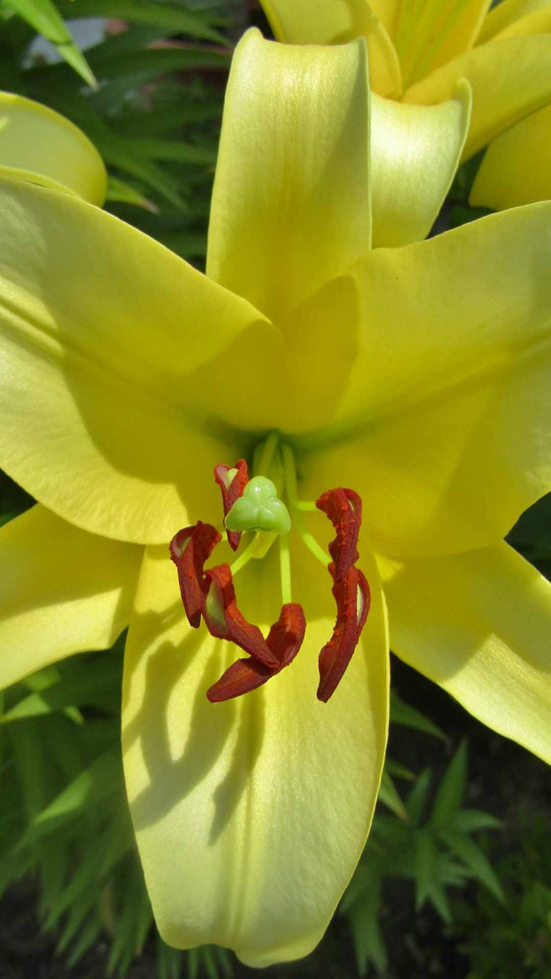 Lily Flower iPhone Wallpaper