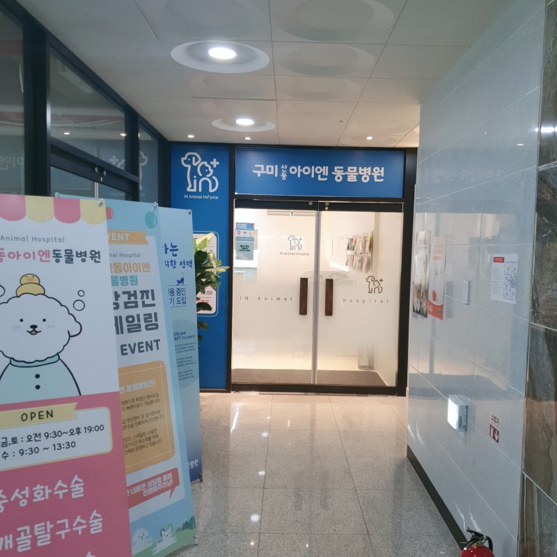  강아지 포메라니안 순심이 자연교배 임신 확인차 구미산동아이엔동물병원 방문했어요^^