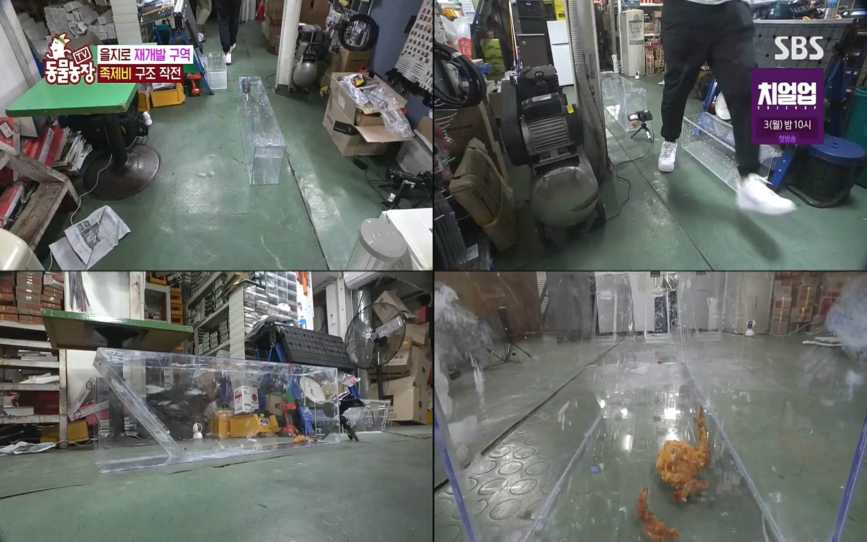 TV 동물농장.E1088.220925p.H264-F1RST.mp4_20220925_174402.974.jpg