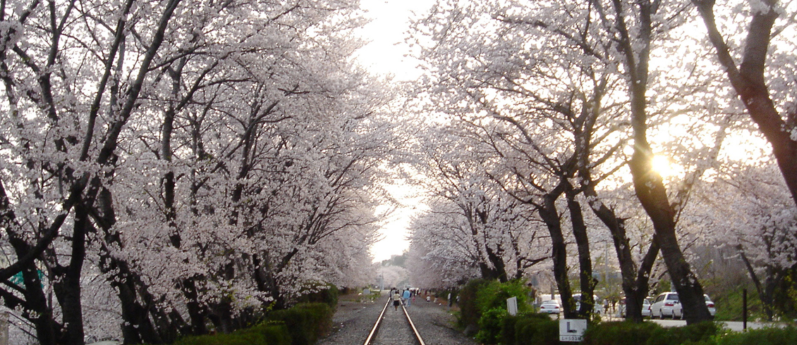 경화역-벚꽃터널과-출처-진해시청