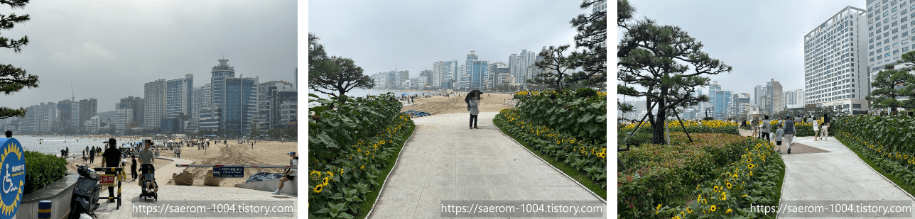 광안리 해바라기 길2