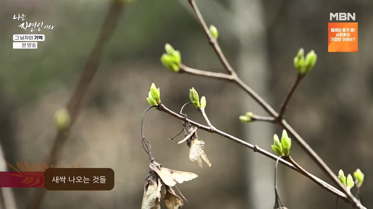 나는 자연인이다.E603.240502p-NEXT.mp4_20240502_200229.754.jpg