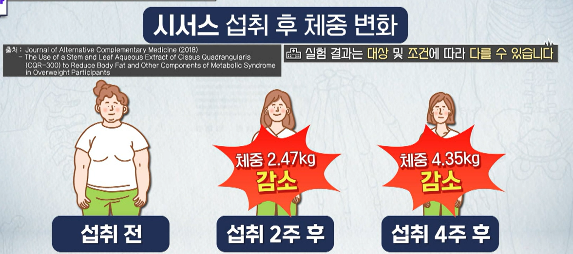 시서스 효능